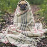 Sample photo of a dog